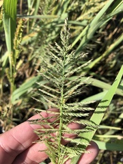 Leptochloa panicoides