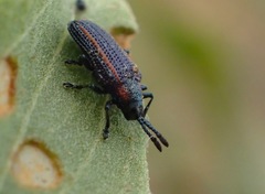 Microrhopala rubrolineata
