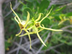 Anthocercis littorea