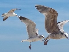Larus californicus