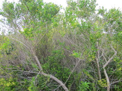 Anthocercis littorea