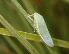 Gyponana angulata