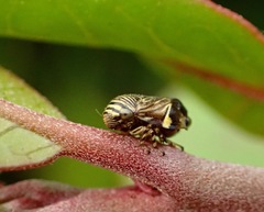 Clastoptera lineatocollis