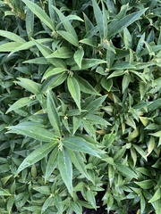Sarcococca