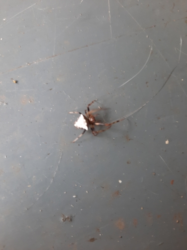 Verrucosa arenata image