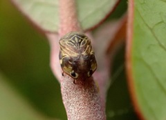 Clastoptera lineatocollis