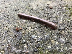 Narceus americanus
