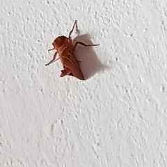 Triodia sylvina