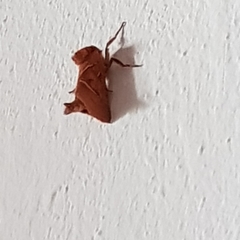 Triodia sylvina