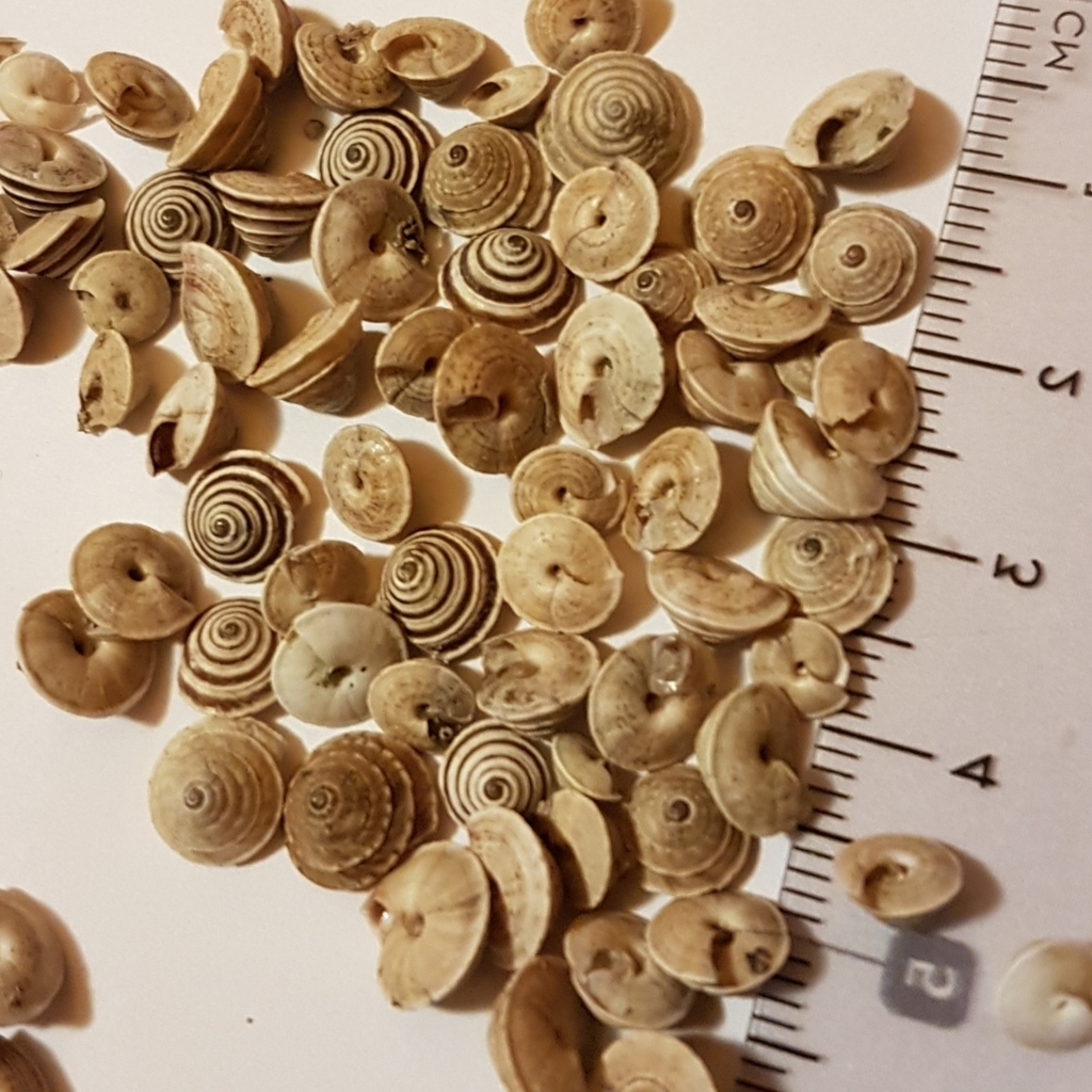 Top Snail