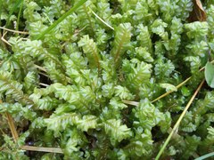 Plagiochila porelloides