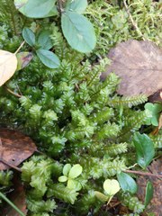 Plagiochila porelloides