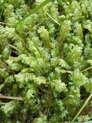Plagiochila porelloides