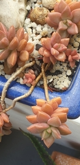 × Graptosedum
