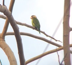 Brotogeris pyrrhoptera