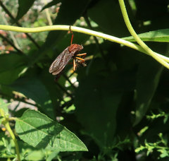 Diogmites platypterus