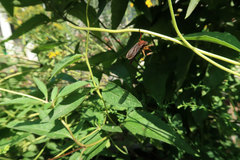 Diogmites platypterus