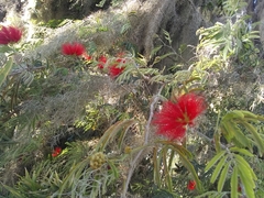 Calliandra tweediei