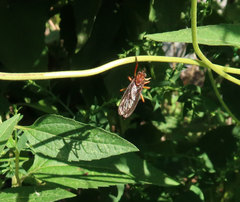 Diogmites platypterus