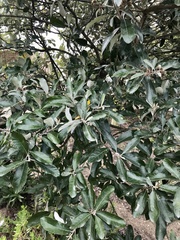 Brachylaena discolor