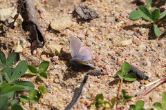 Zizina otis labradus