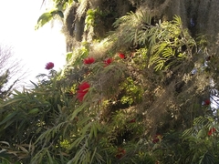 Calliandra tweediei