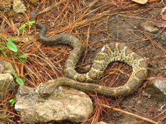 Crotalus basiliscus