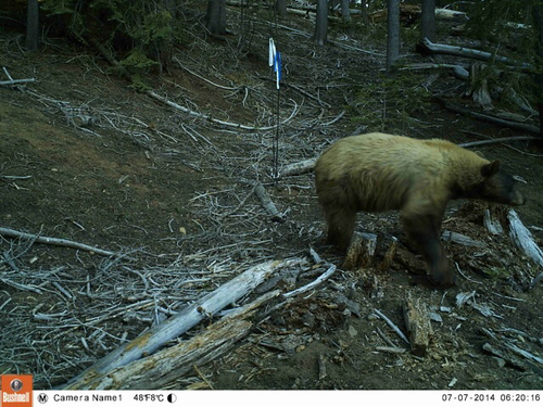 iNaturalist observation photo of American Black Bear