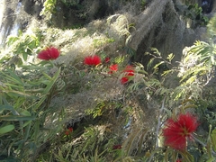 Calliandra tweediei