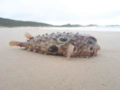 Chilomycterus spinosus