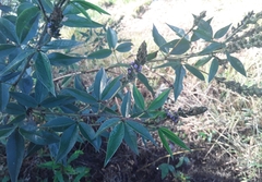 Otholobium mexicanum