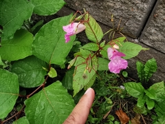 Impatiens glandulifera