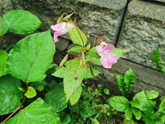 Impatiens glandulifera