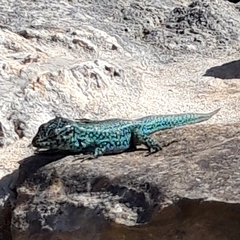 Podarcis pityusensis formenterae