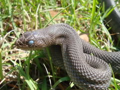 Pituophis melanoleucus lodingi