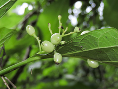 Cordia salvadorensis
