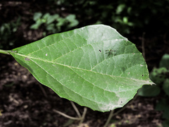 Cordia salvadorensis