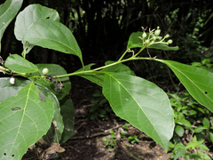 Cordia salvadorensis