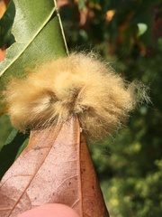 Callirhytis infuscata