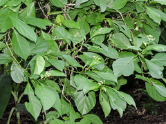 Cordia salvadorensis