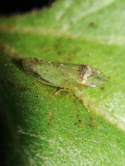 Xerophloea