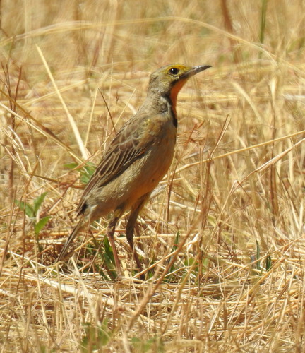 Cape Longclaw (Macronyx capensis), photo 7
