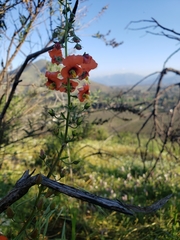 Alonsoa meridionalis