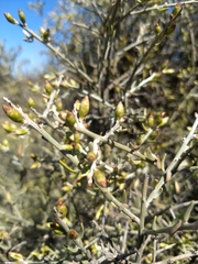 Cyclolepis genistoides