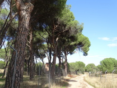 Pinus pinea