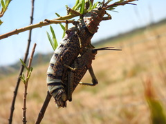 Phymateus baccatus