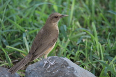 Turdus grayi