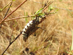 Phymateus baccatus