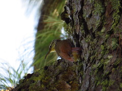 Lepidocolaptes leucogaster