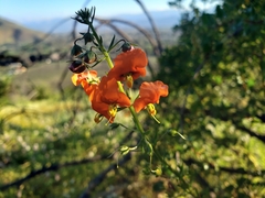 Alonsoa meridionalis